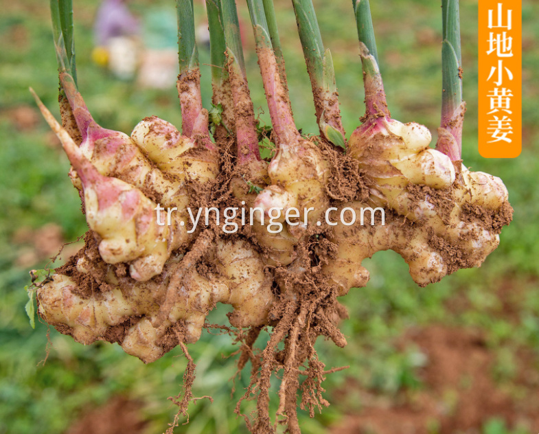 organik zencefil organic ginger